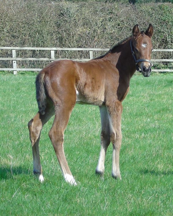 2024 colt by Naval Crown